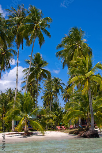 Tropical beach with exotic palm trees