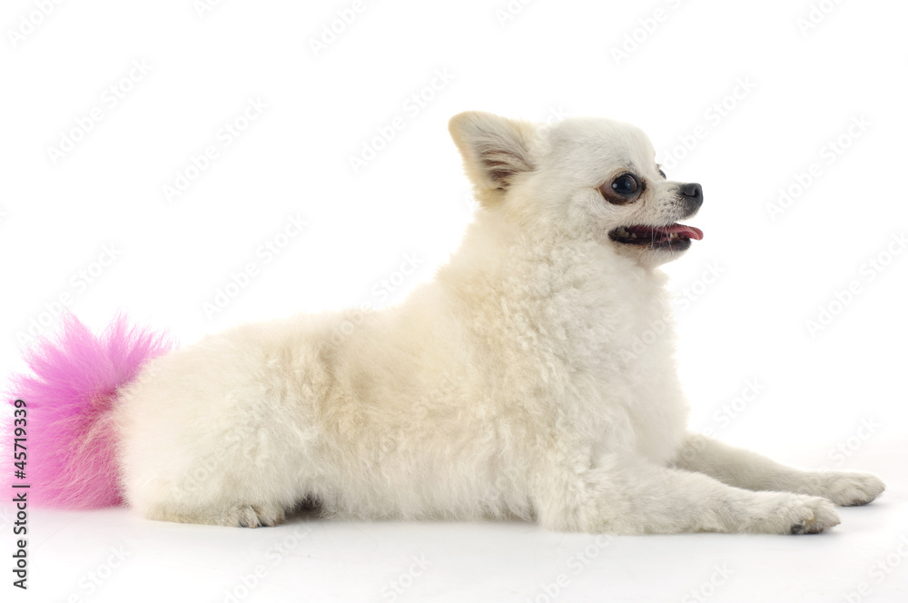 White dog sitting on white White dog sitting on white