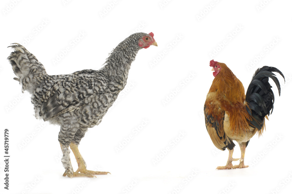 funny hen and rooster funny hen and rooster