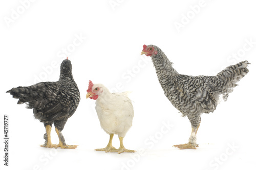 Chicken friends