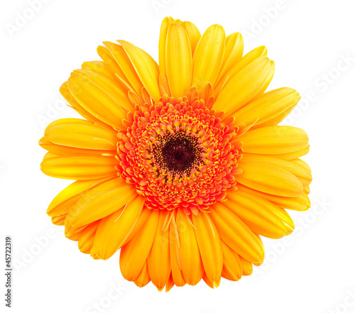 Single orange gerbera flower