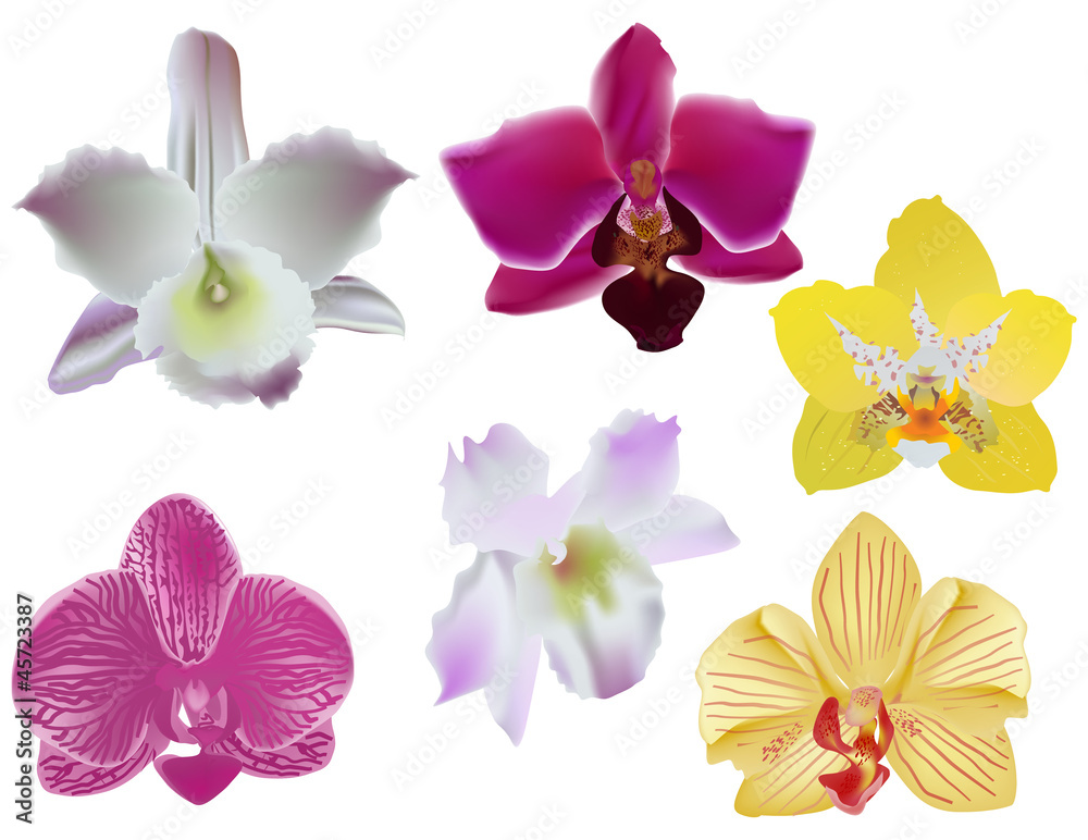 six color orchid collection on white