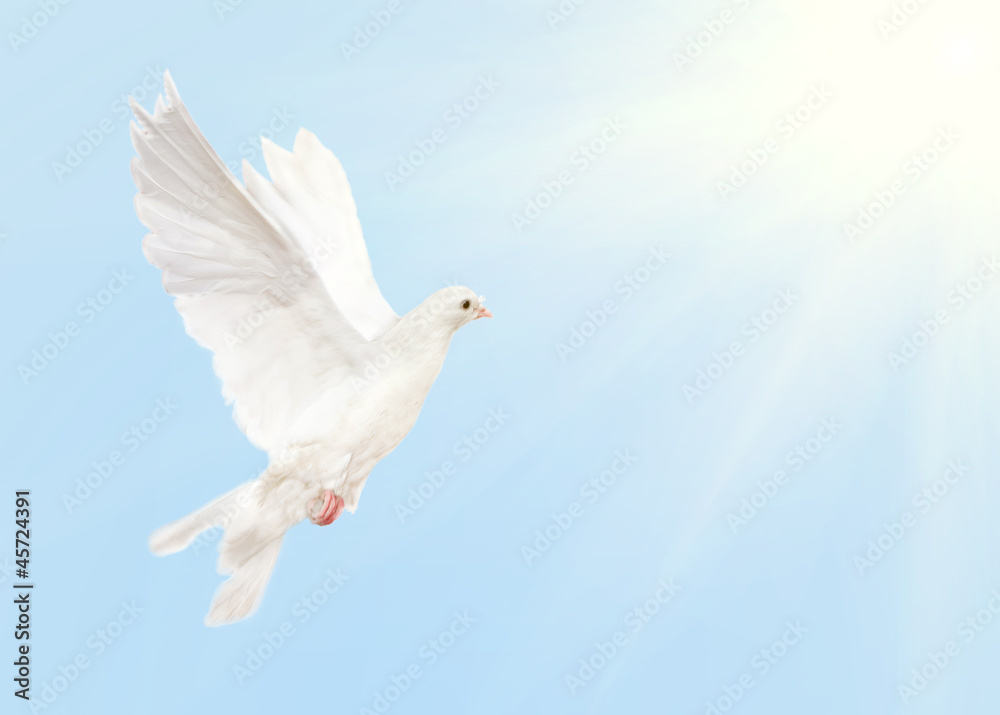 white dove flying in blue sky with sun