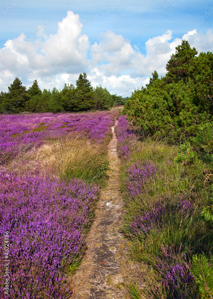 Fototapeta premium hiking trail