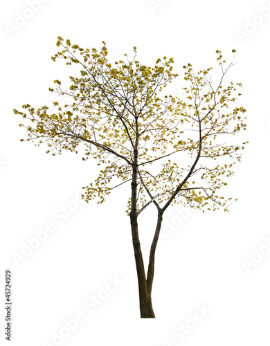single small spring isolated maple tree