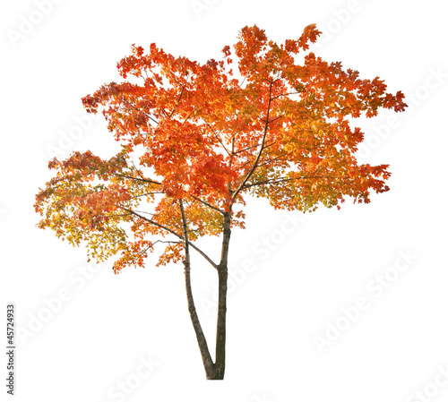red isolated autumn maple tree