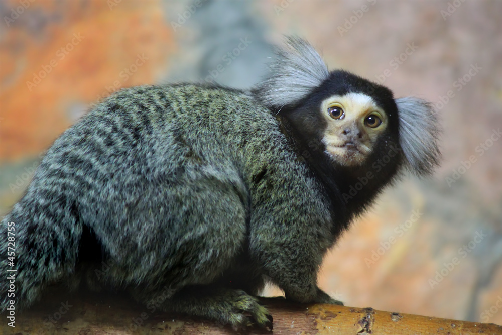 Marmoset Marmoset