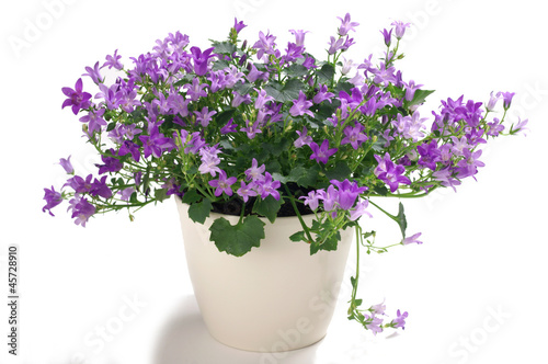 Wallpaper Mural Bell flower, Campanula in a pot Torontodigital.ca