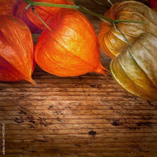 composizione con physalis alkekengi photo