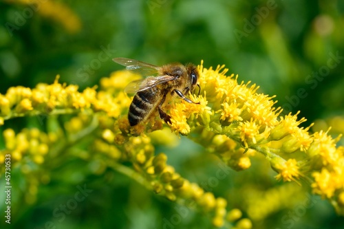 Biene auf Goldrute © lochstampfer