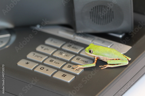 Frosch Telefon