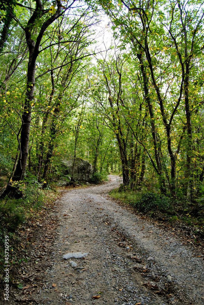 Naklejka premium sentiero d'autunno