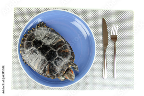 red ear turtle on plate isolated on white photo