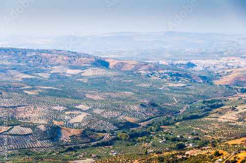 Olive groves of the Sierra Cordoba