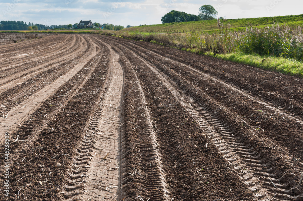 Potato field after harvesting