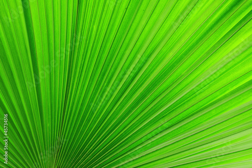 Palm leaves texture