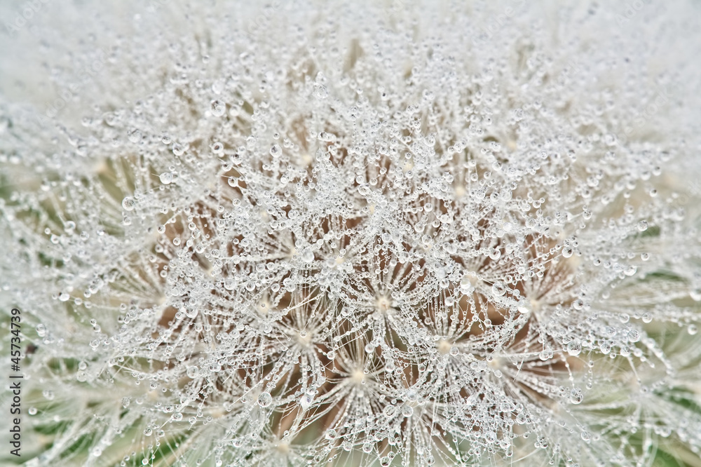 Fototapeta premium Dandelion
