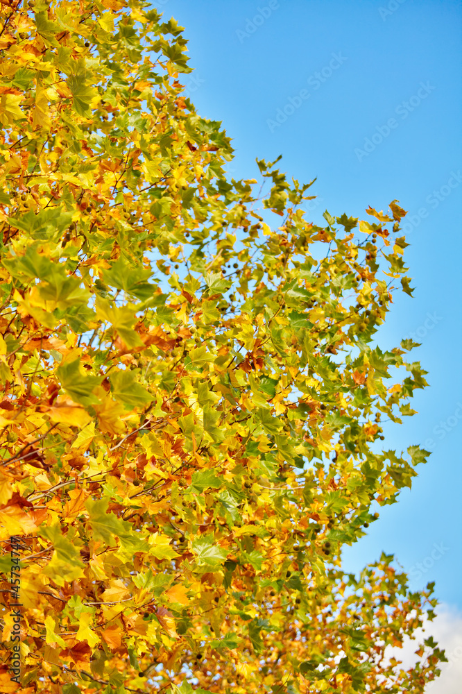 Fototapeta premium Autumn tree