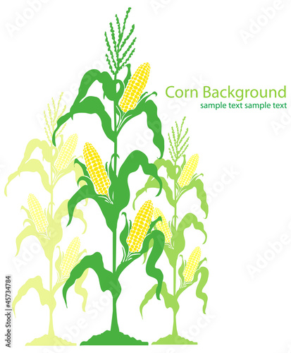 Corn Stalks Illustration