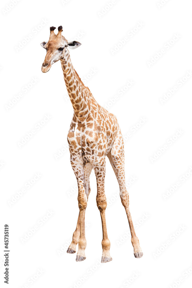 Obraz premium Giraffe