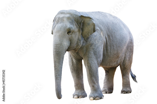 Asian elephant female