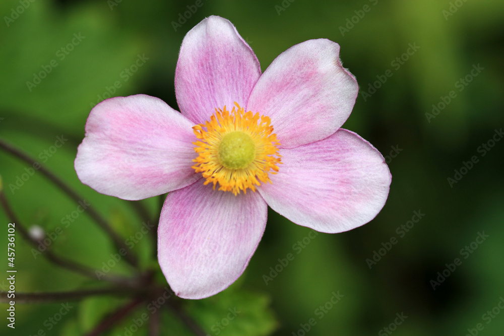 Japanese Anemone Japanese Anemone