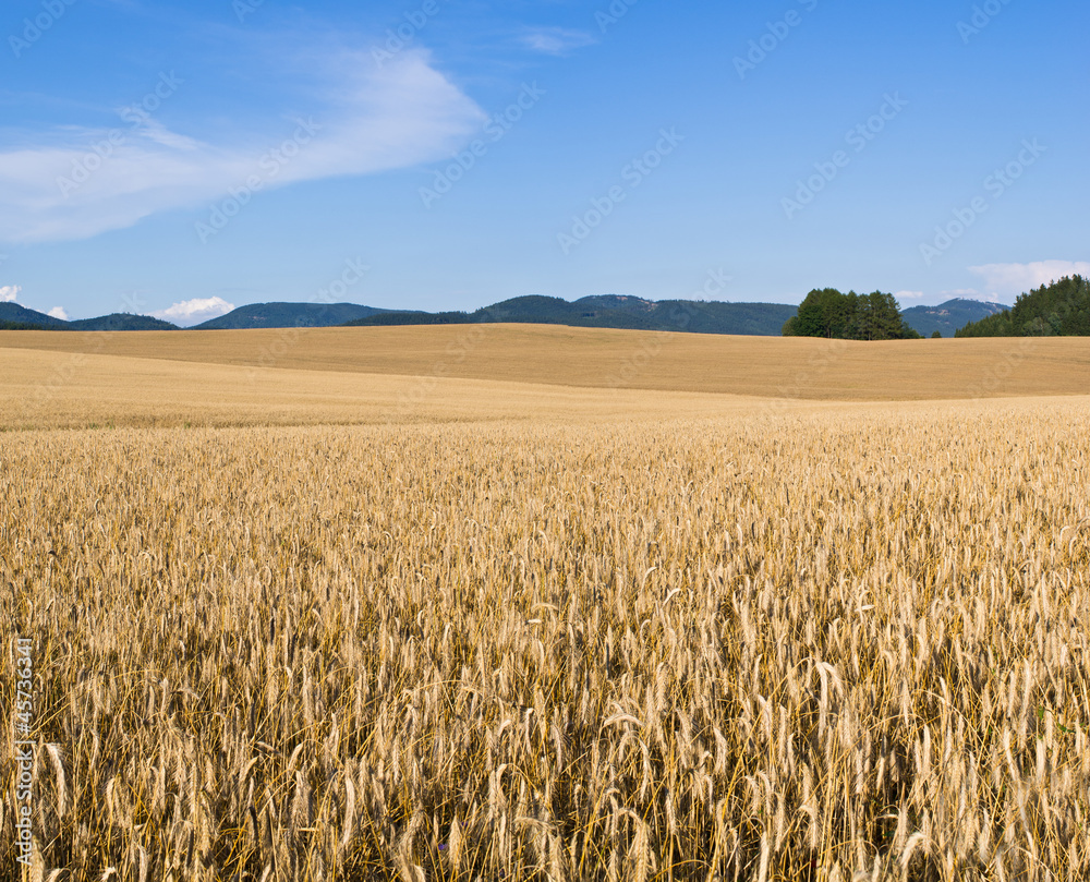 Field of golden grain