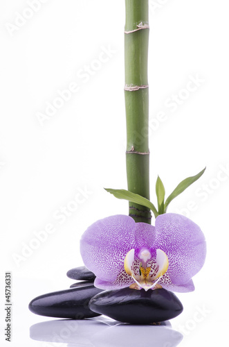 bamb   con orchidea