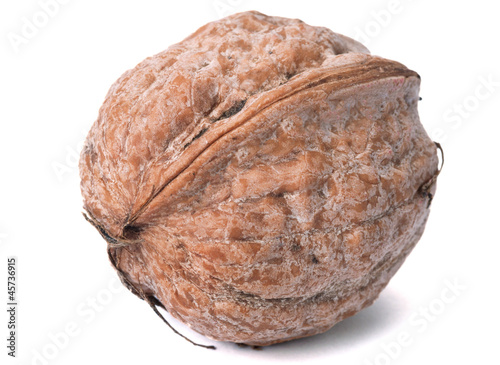 Fresh walnut
