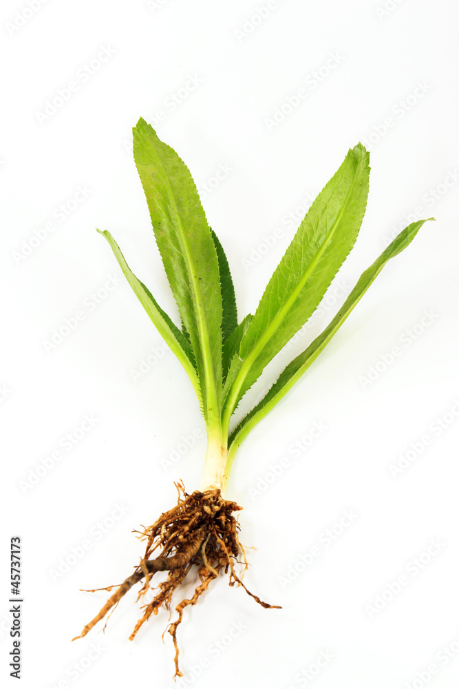 Obraz premium Thai parsley