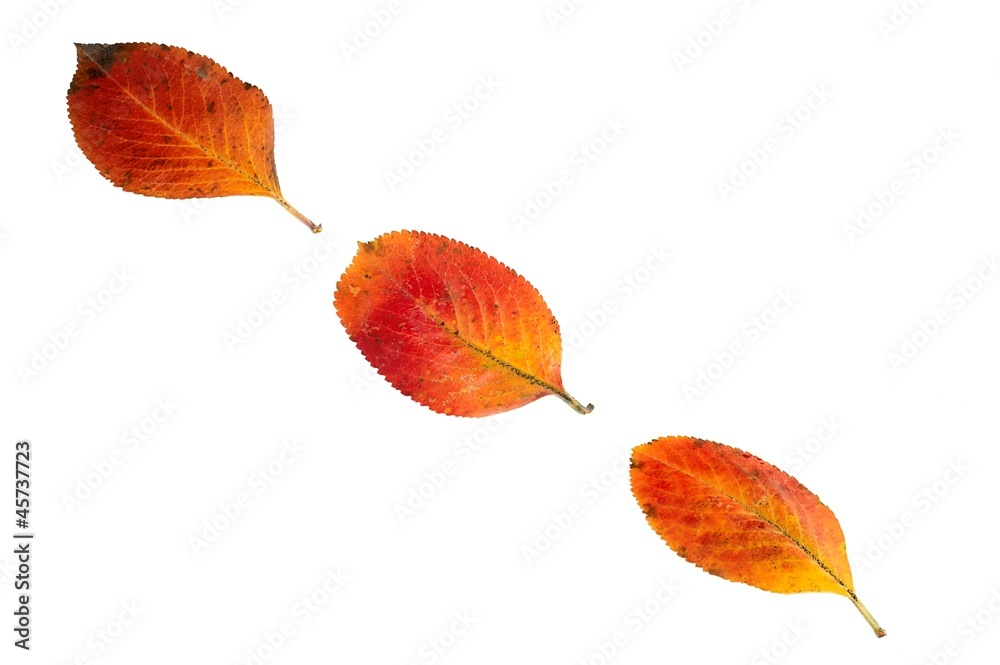 autumn leaves autumn leaves