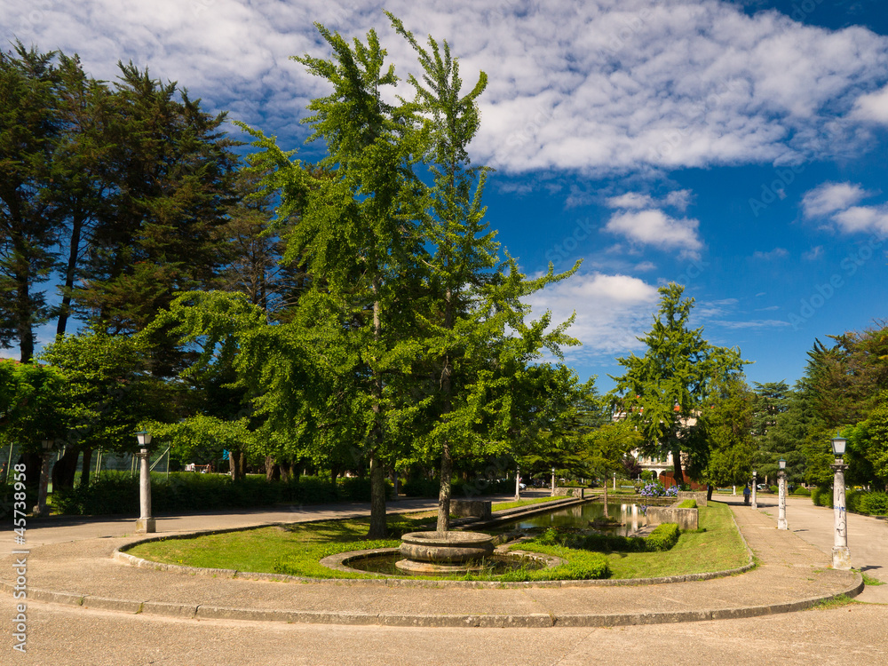 Ginkgos biloba in Compostela park