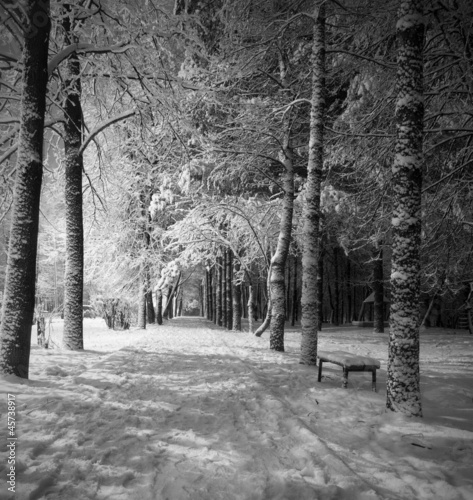 winter night landscape (black and white)