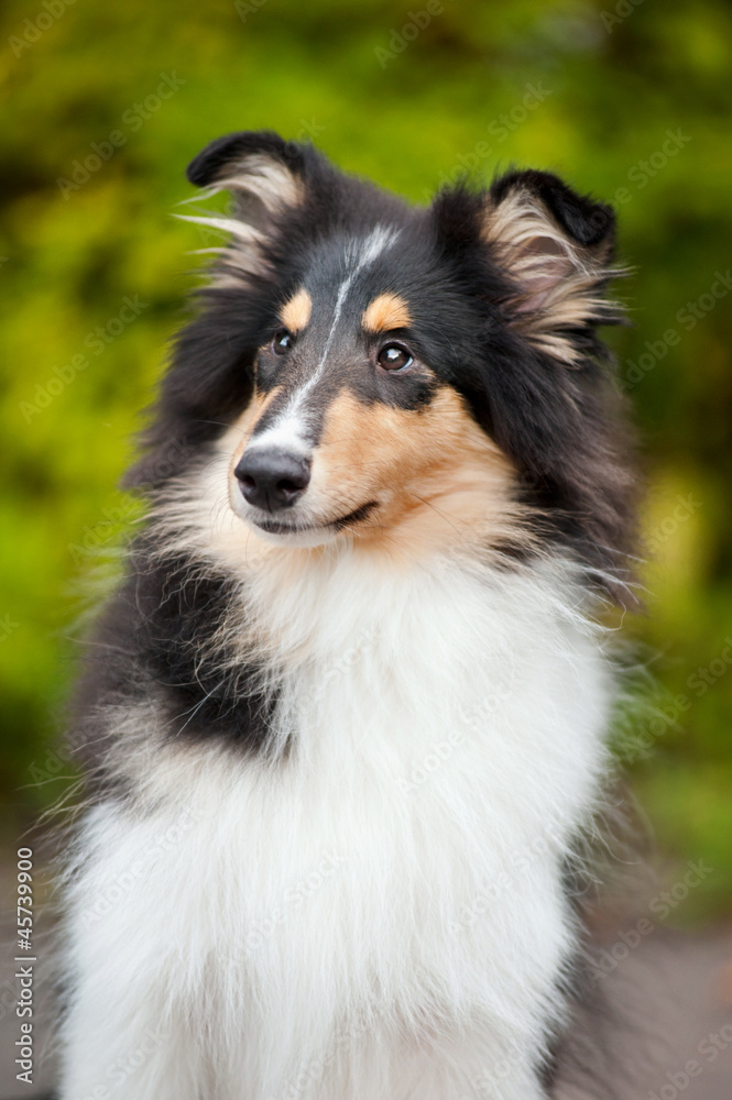 young little puppy collie