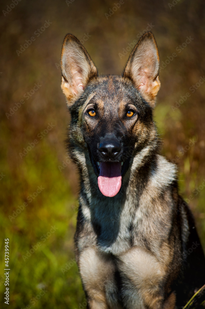dog sheepdog portrait