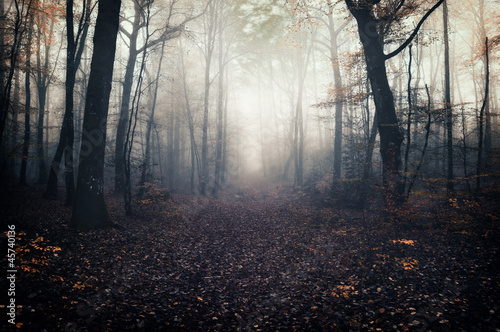 Canvastavla Scary forest