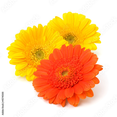 Beautiful daisy gerbera flowers