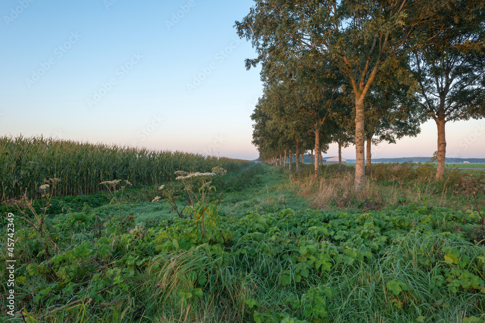 Corn and trees in perspective at fall Corn and trees in perspective at fall