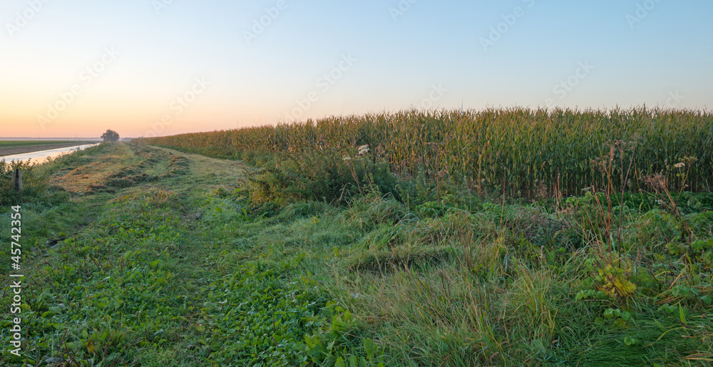 Corn in sunlight at dawn in fall
