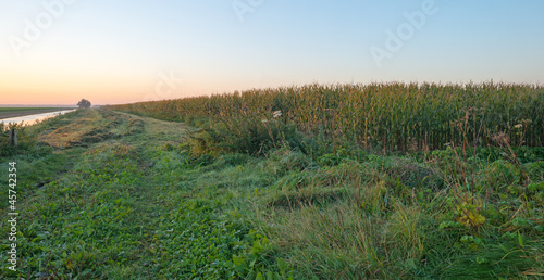 Corn in sunlight at dawn in fall