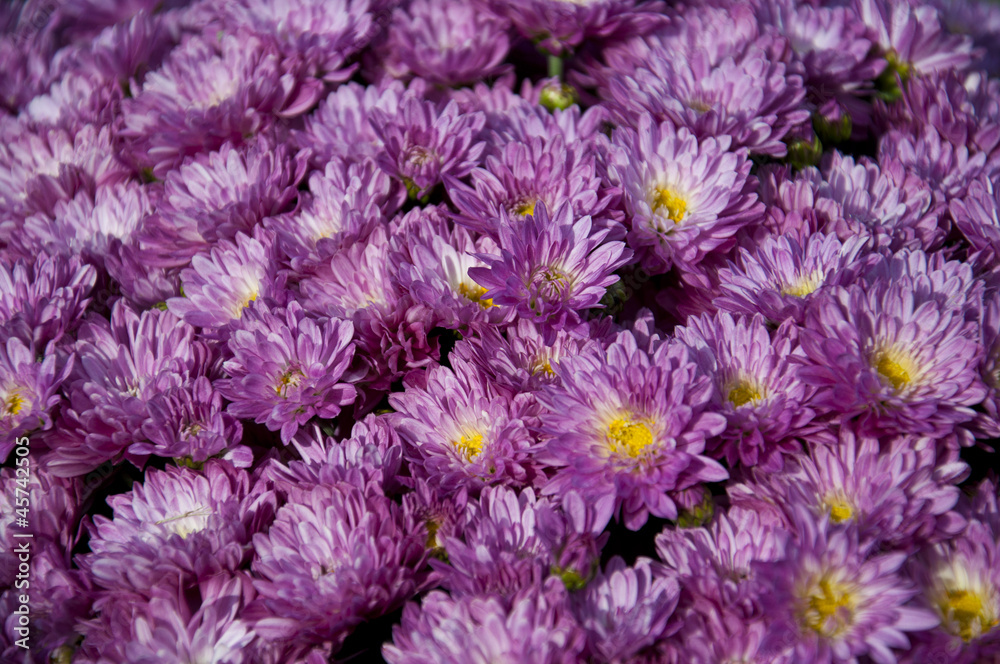 Obraz premium Purple flowers