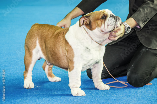 Fototapeta Naklejka Na Ścianę i Meble -  Stacking show  - english bulldog show puppy being stacked on a b