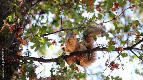 squirrel chews on a branch of nuts