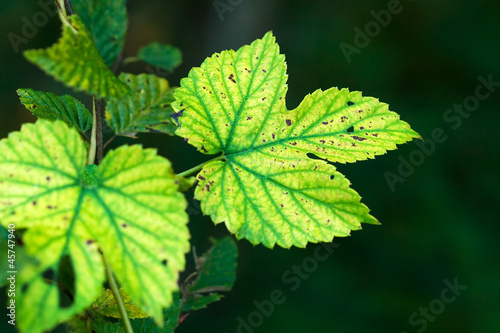 Wallpaper Mural Green leaves on dark background - nature motive Torontodigital.ca