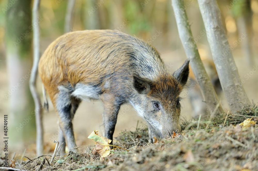 Wild boar