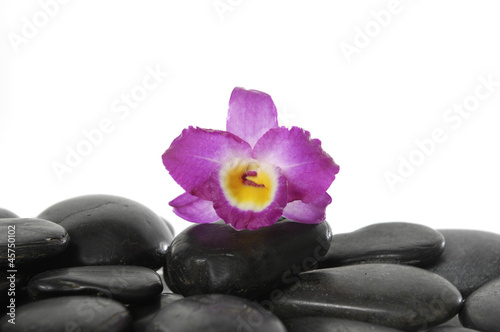 Still life macro of pink orchid on pebbles