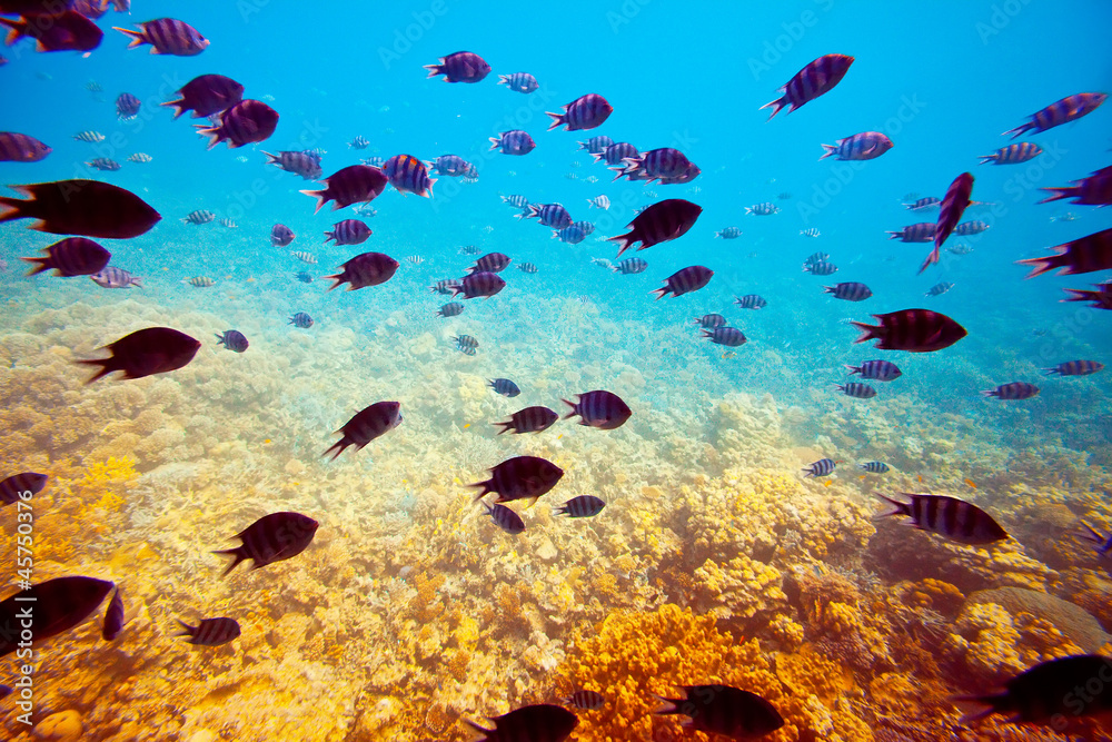 Fototapeta premium fishes on coral reef area
