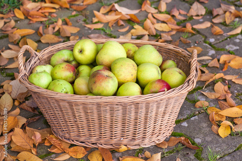 Crop of green apples in basket