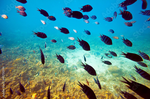 tropical fishes on coral reef area