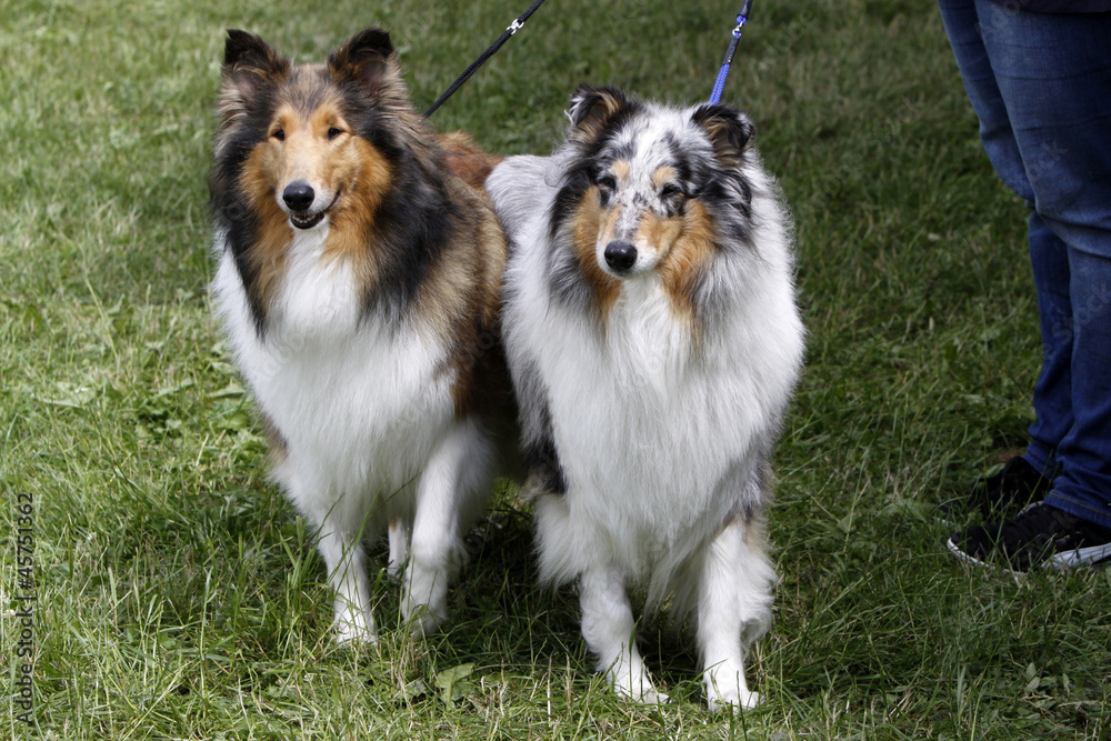 Langhaar Collie bei einer Hundeausstellung Langhaar Collie bei einer Hundeausstellung